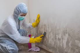 Why You Should Choose Our Mold Remediation Services in Ocean Springs, MS